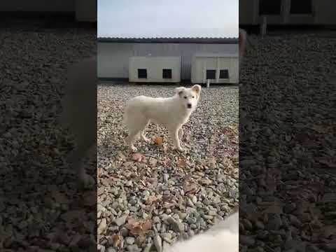 Tekil en vidéo 1