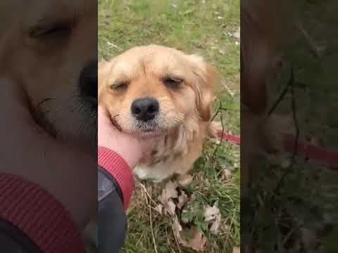 Ancolie en vidéo 1