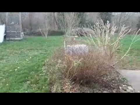 Colchique en vidéo 1
