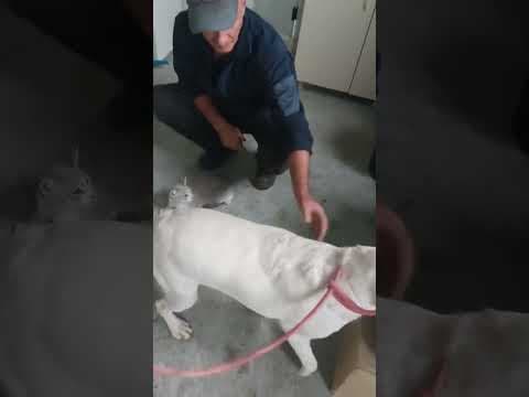 Derry en vidéo 6