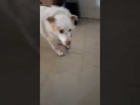 Drago en vidéo 1