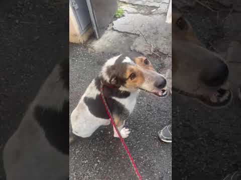 Darwin en vidéo 4