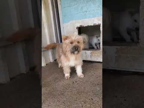 Surimi en vidéo 1