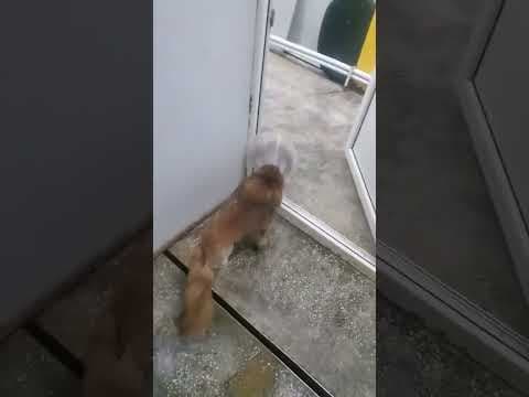 Cannelle en vidéo 4