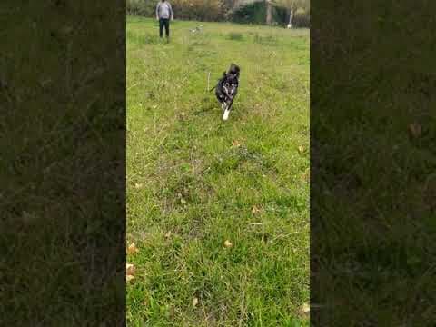 Chipo en vidéo 9