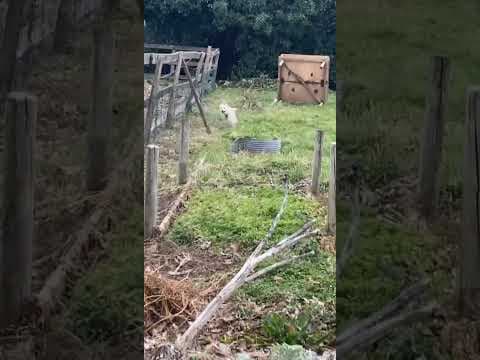 Swimmer en vidéo 12