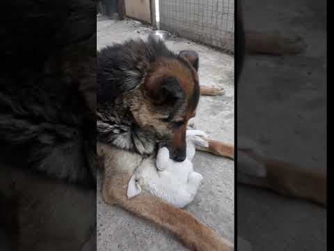 Enee en vidéo 5