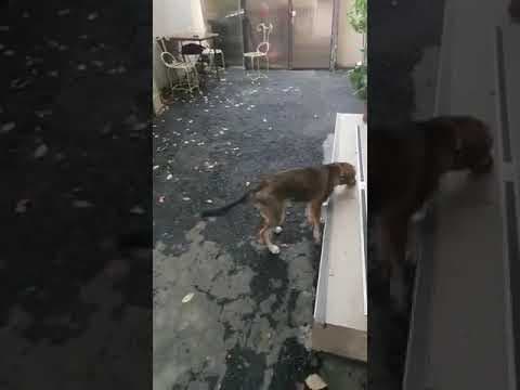 Yule en vidéo 2