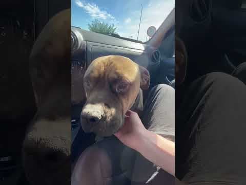 Gengis en vidéo 3