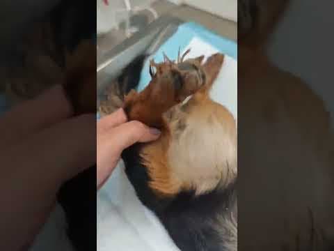 Pia en vidéo 1