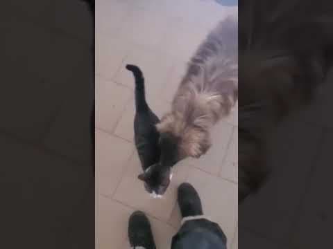 Bonsaï en vidéo 2