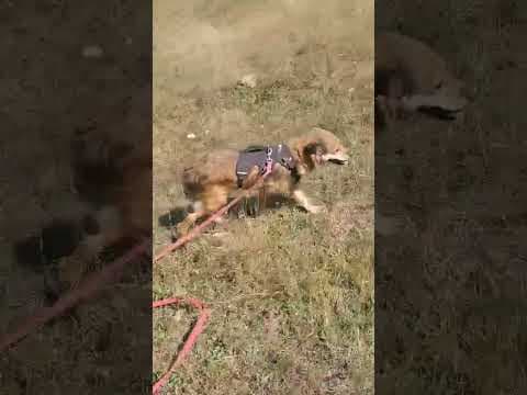 Vulpita en vidéo 2