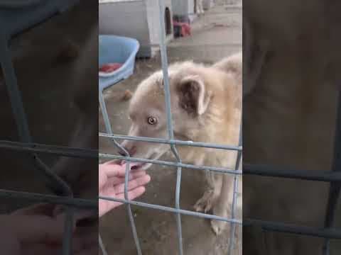 Cristesti en vidéo 3