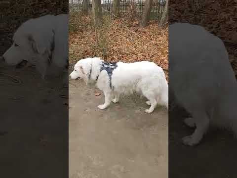 Cyrano en vidéo 8