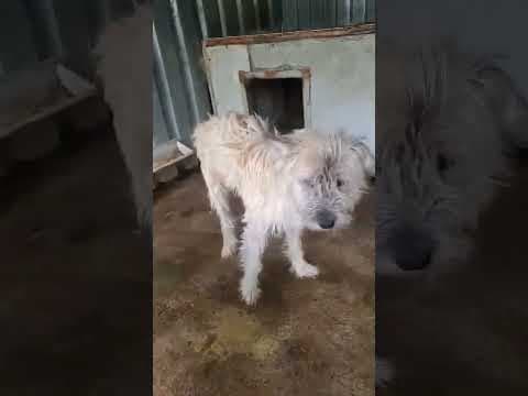 Pollux en vidéo 1