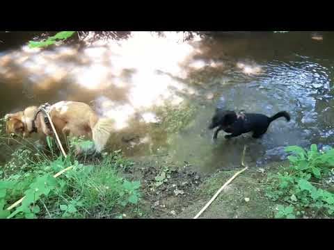 Colchique en vidéo 4
