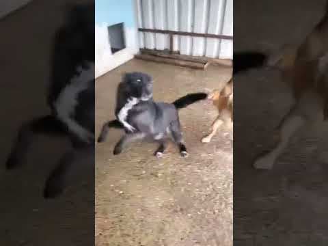 Aponia en vidéo 3