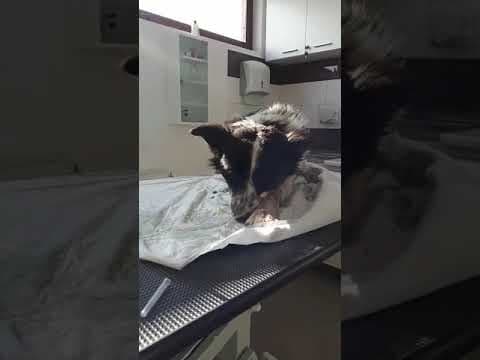 Kalisto en vidéo 1