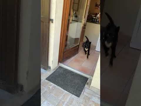 Litchee en vidéo 8