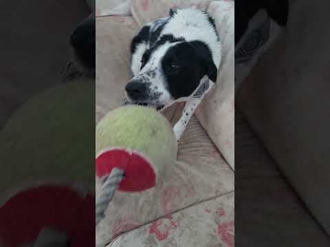 Sambo en vidéo 9