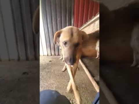 Asahi en vidéo 1