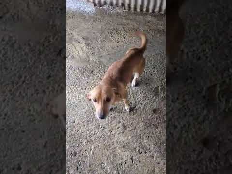 Hanani en vidéo 3