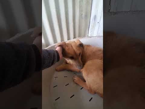Vega en vidéo 1