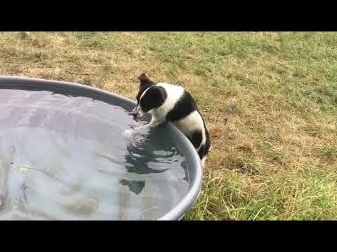 Kalisto en vidéo 6