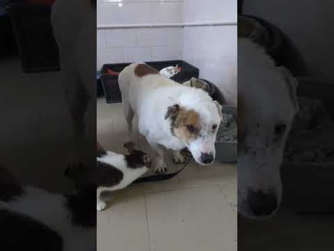 Milou en vidéo 3