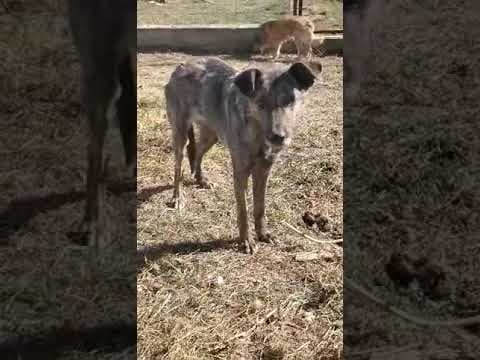 Montana en vidéo 1