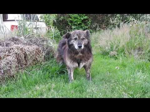 Cougar en vidéo 7