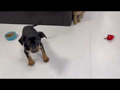 Athena en vidéo 1