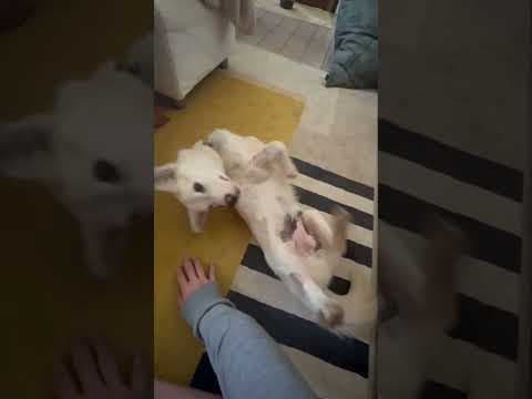 Geralt en vidéo 4