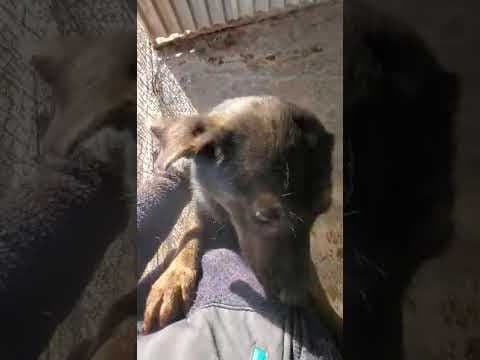 Jeep en vidéo 1