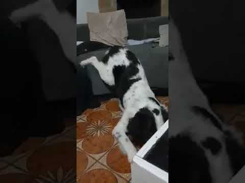 Snake en vidéo 1