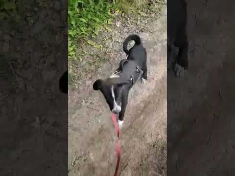 Rico en vidéo 1