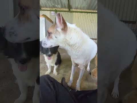 Roxine en vidéo 1