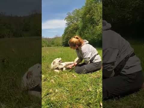 Yellow en vidéo 11