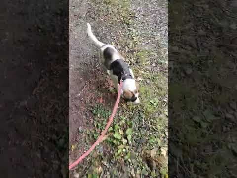 Zorina en vidéo 1