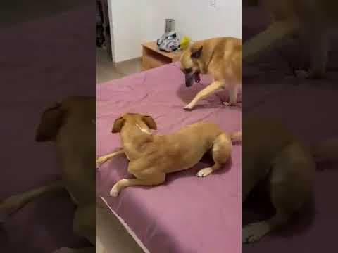 Vidock en vidéo 2