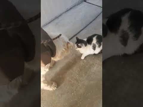 Teddy en vidéo 3