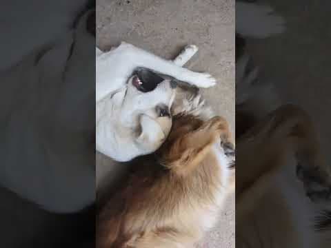 Yellow en vidéo 3