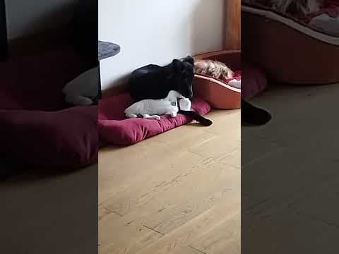 Zabou en vidéo 2