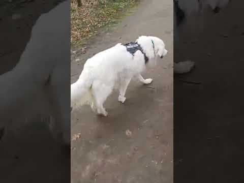 Cyrano en vidéo 9