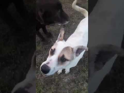 Roxine en vidéo 3