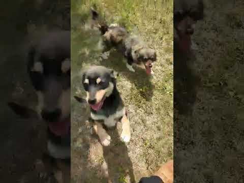 Dolce en vidéo 4