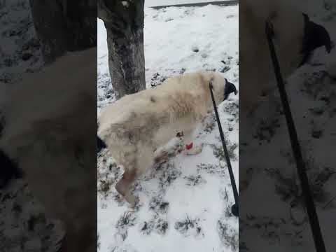 Obelix en vidéo 5