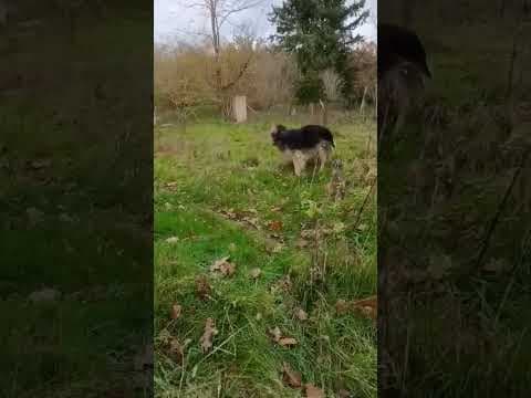 Amazone en vidéo 2