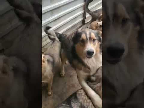 Sancho en vidéo 2