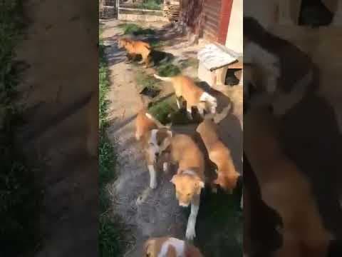 Brando en vidéo 5